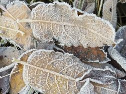 frosted leaves