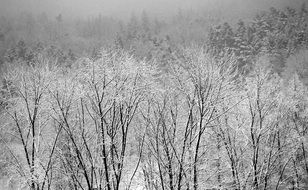 winter fairy tale in the forest