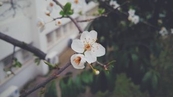 White flowers blossom in the garden in spring