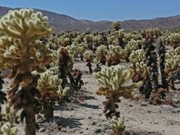 joshua tree national park, california