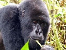 gorilla near green plants