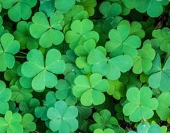young green clover leaves