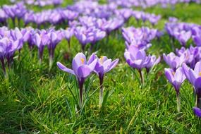 crocus flower meadow in the sunshine light