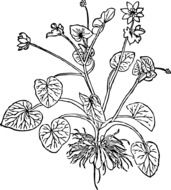 Celandine plant clipart