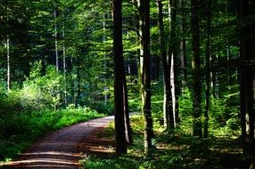 Way in a forest