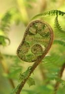 twisted fern leaves