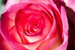 lush rose blossom