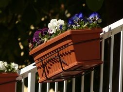 potted flowers on the balcony