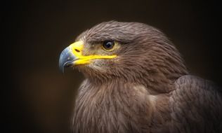 portrait of a golden eagle with yellow beak