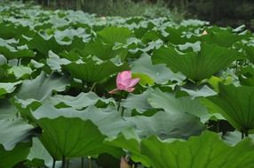 lone lotus flower among large green leaves in the pond