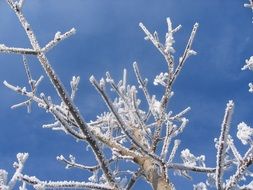 hoarfrosted tree branches