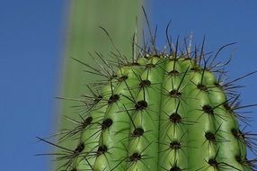 Picture of thorns on a green cactus