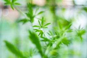Green plant on a blurred background