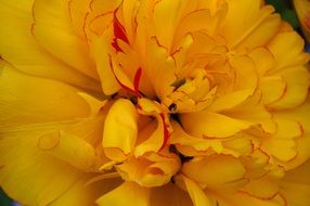 spring yellow fluffy tulip