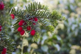 red berries on a conifer