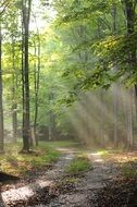 shining sun rays through the dense tree leaves