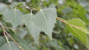 birch branch close-up on blurred background