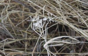 frosty dry plant at grass