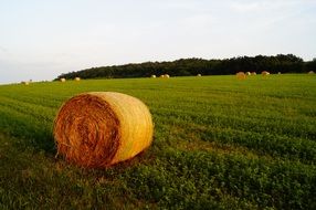 straw bales on a green field in the evening