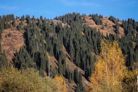 pine forest on the mountainside on a sunny day