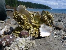 empty Oyster shells on ocean coast