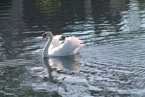 white Swan floating on the lake