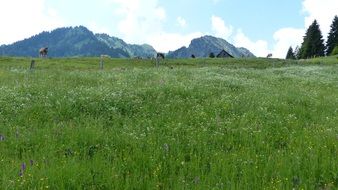 landscape of allgau alpe meadow