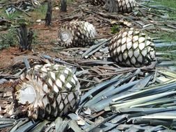 agave for tequila