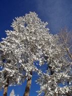 frost on a tree crown in December