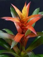 Guzmania is an ornamental plant close-up