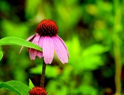 fading purple coneflower