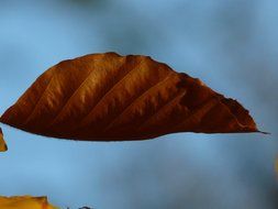 dark brown sheet on a light blue background