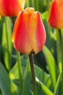Picture of the yellow blooms