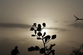 silhouette of a plant in a Sunny sunset