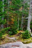 green forest Hillside