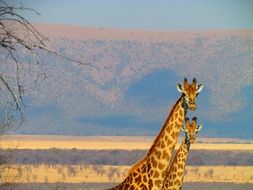 Giraffr in South Africa