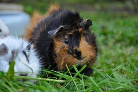 guinea pigs