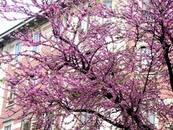 closeup photo of pink shrub in a multi-storey building