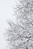 Frost covered white branches