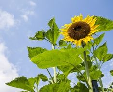 colorful sunflower under blue sky