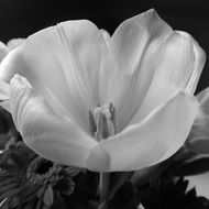 black and white photo of a tulip
