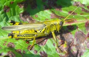 yellow grasshopper insect close-up