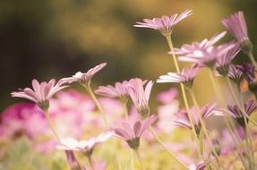 pink daisies in a spring meadow