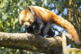 Red panda on the tree