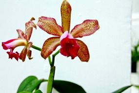 exotic orchids on stems close up