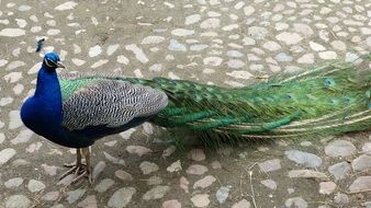 colorful peacock in iridescent color