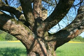 old tree trunk