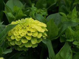 green garden chrysanths