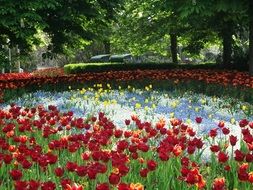 plenty of red poppy flowers