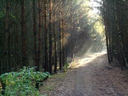 road in the forest with sun rays